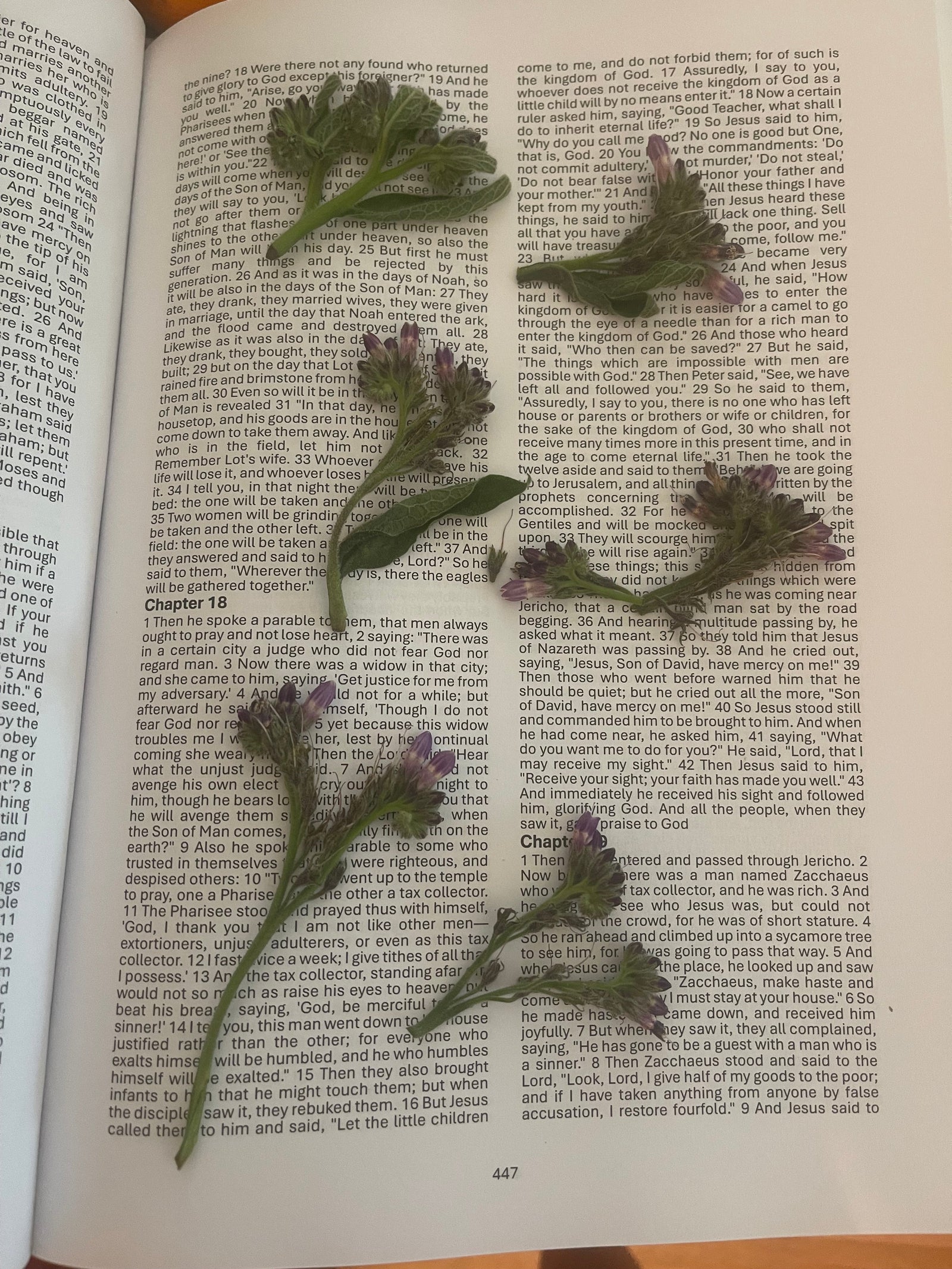 The Magnificent Power of Comfrey