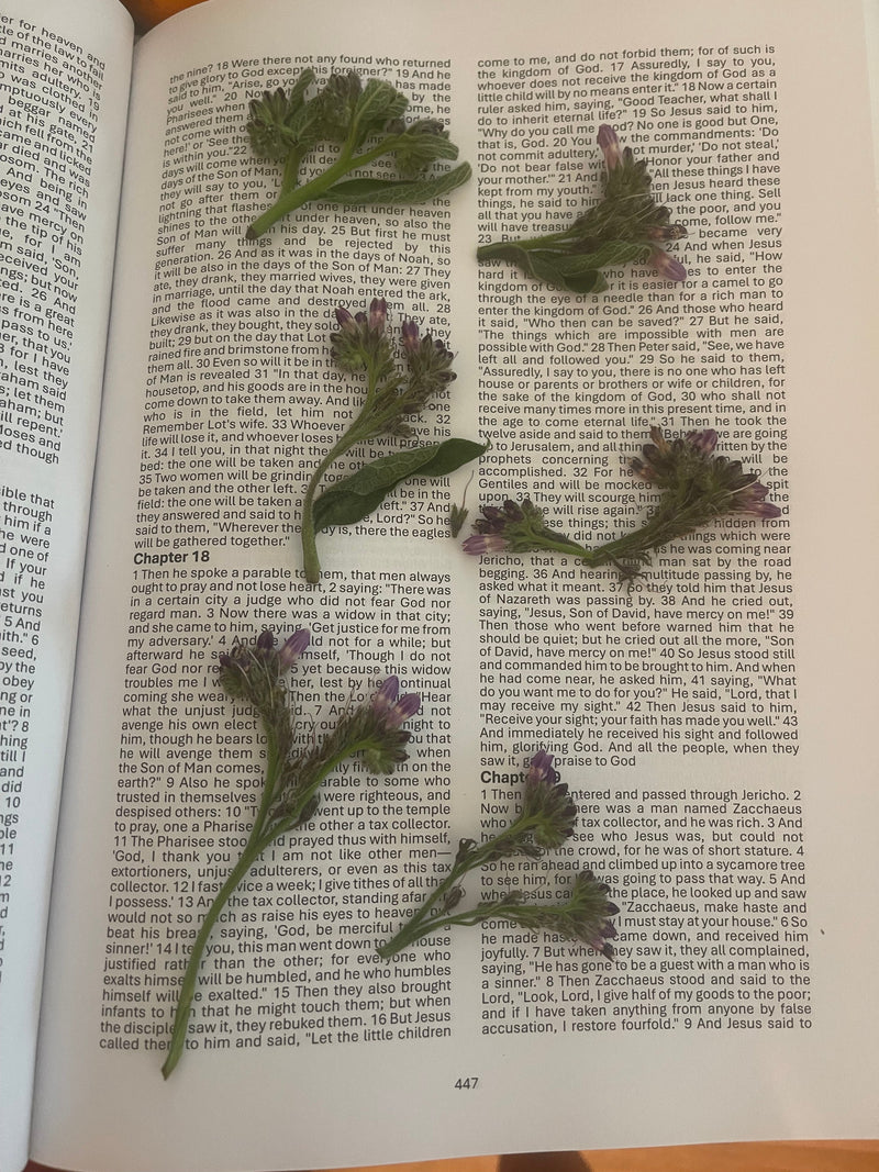 The Magnificent Power of Comfrey